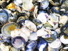 muscheln
